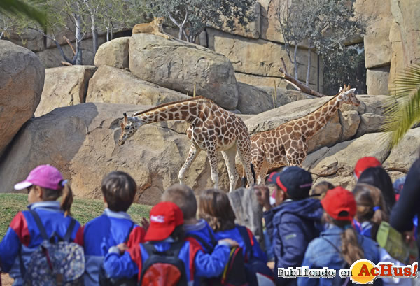 /public/fotos2/Grupo-escolar-Bioparc Valencia-12092014.jpg